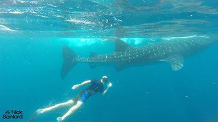 featured-swimming-with-whale-sharks425